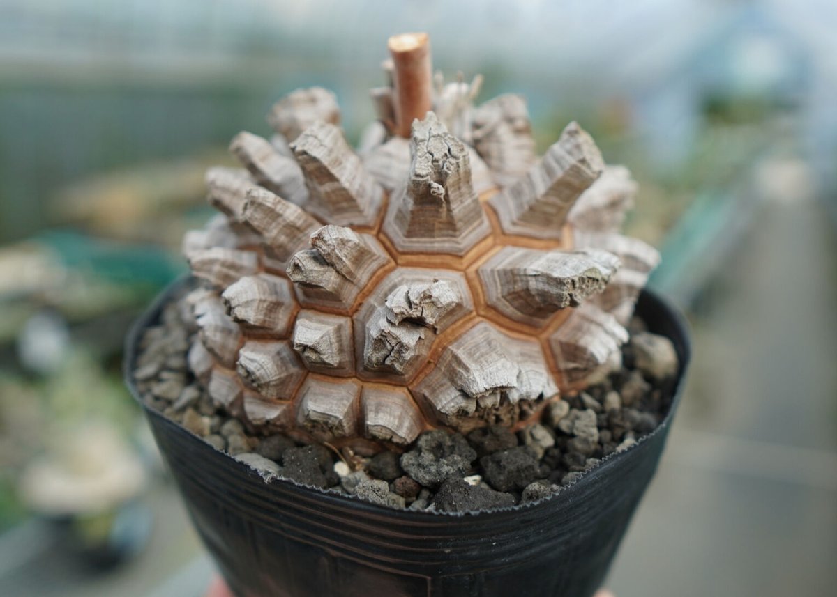 長谷川園芸産】亀甲竜 Dioscorea elephantipes No.1 | mana' 長谷川園芸産】亀甲竜 Dioscorea elephantipes No.1 | mana'