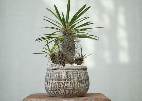 Pachypodium lamerei