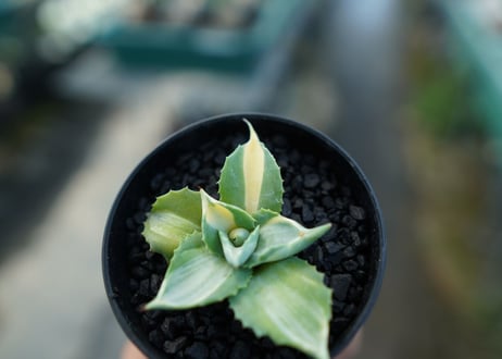 アガベ　王妃雷神錦　Agave　“Ohi Raijin Nishiki ”　No.1