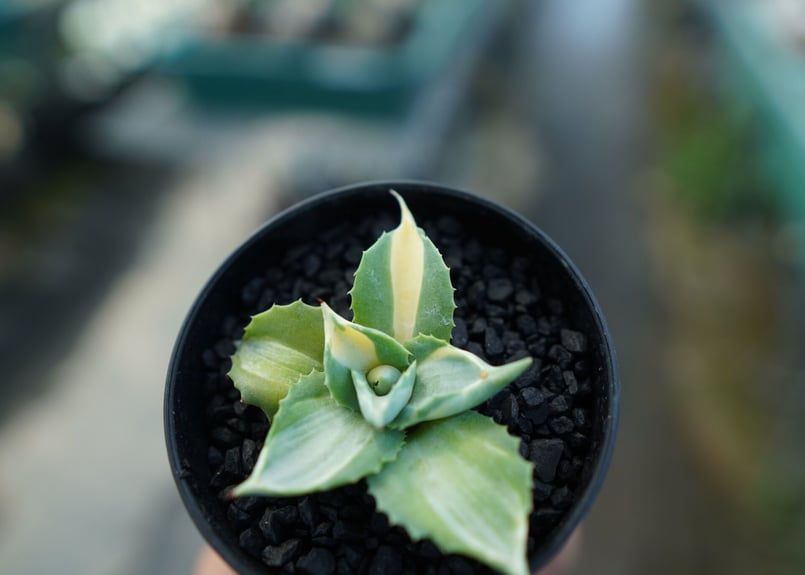 アガベ 王妃雷神錦 Agave “Ohi Raijin Nishiki ” No.1 | ma