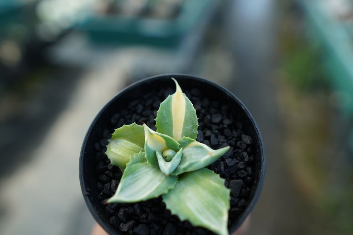 アガベ 王妃雷神錦 Agave “Ohi Raijin Nishiki ” No.1 | ma