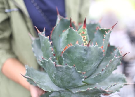 Agave parrasana x isthmensis
