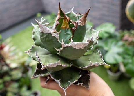 Agave White flame B 白火焔  NO.3