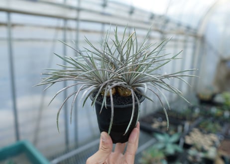 ディッキア　コリスタミネア　 Dyckia choristaminea