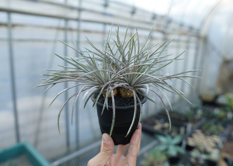 ディッキア コリスタミネア Dyckia choristaminea | mana's fa