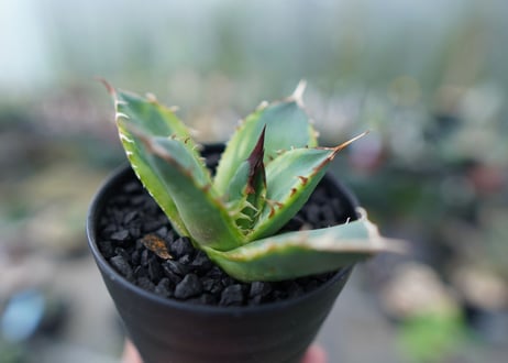 アガベ　チタノタ　黄覆輪　Agave titanota variegata