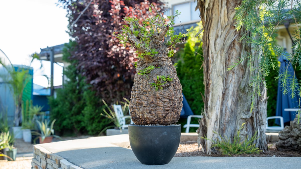 オペルクリカリア パキプス Operculicarya pachypus No.2 | man