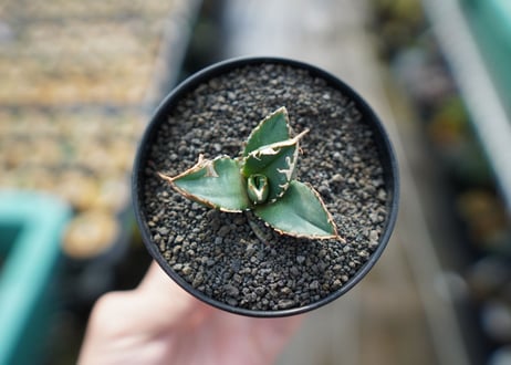 アガベ　チタノタ　狼人　agave titanota "狼人"　No.1