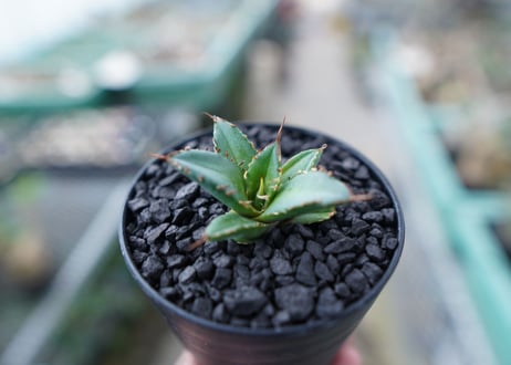 アガベ　チタノタ　FO-76　Agave titanota  FO-76　No.30