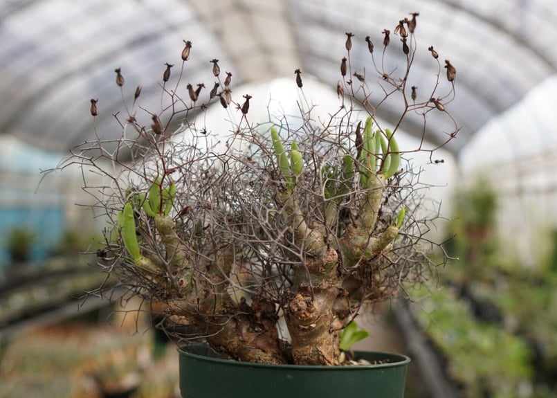 チレコドン 万物想 | mana's farm:塊根植物・アガベ・ドライガーデン