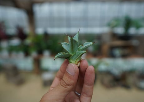 アガベ　ドラゴントゥース　Agave Dagontoes　No.1