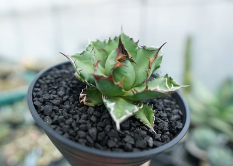 アガベ　チタノタ　姫厳竜　Agave titanota dwarf　No.3