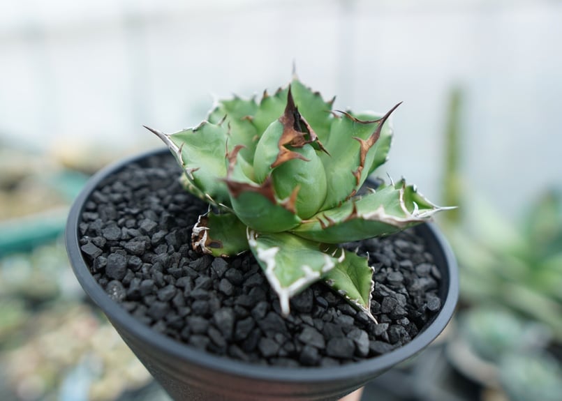 アガベ チタノタ 姫厳竜 Agave titanota dwarf No.3 | mana's