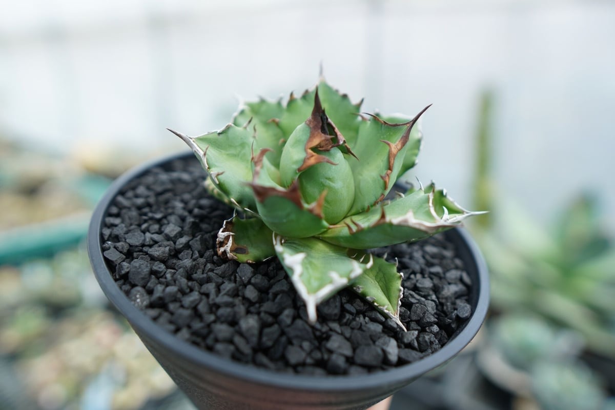 アガベ チタノタ 姫厳竜 Agave titanota dwarf No.3 | mana's