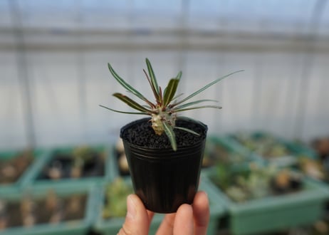 パキポディウム　グラキリス　 Pachypodium Gracilius  No.4