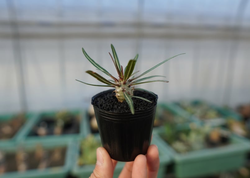 パキポディウム グラキリス Pachypodium Gracilius No.4 | ma
