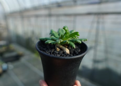 オトンナ　チュベローサ　Othonna tuberosa　No.1
