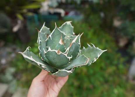 Agave titanota 白鯨 B NO.6