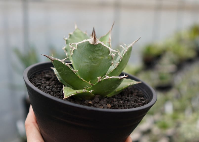 agave titanota 白鯨 | mana's farm:塊根植物・アガベ・ドライガーデ