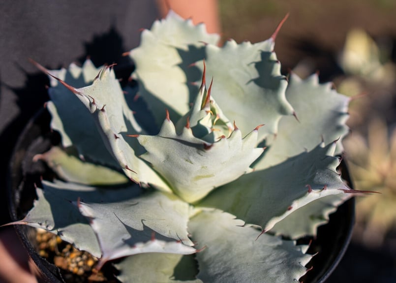 アガベ イシスメンシス | mana's farm:塊根植物・アガベ・ドライ