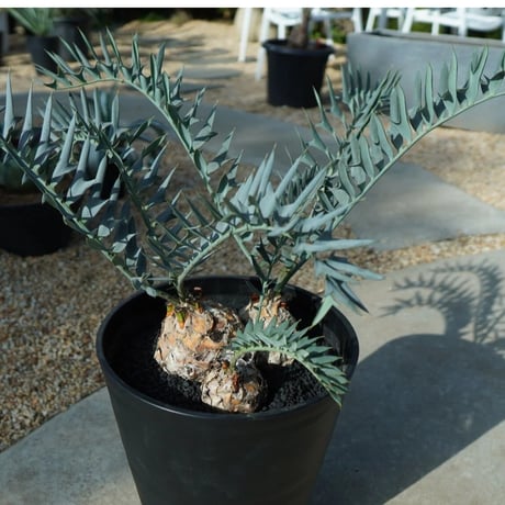 encephalartos | STORES encephalartos | STORES