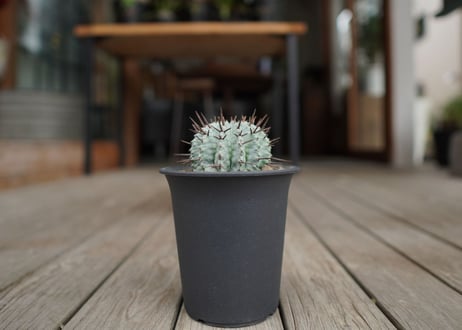ユーフォルビア　ホリダ　Euphorbia horrida