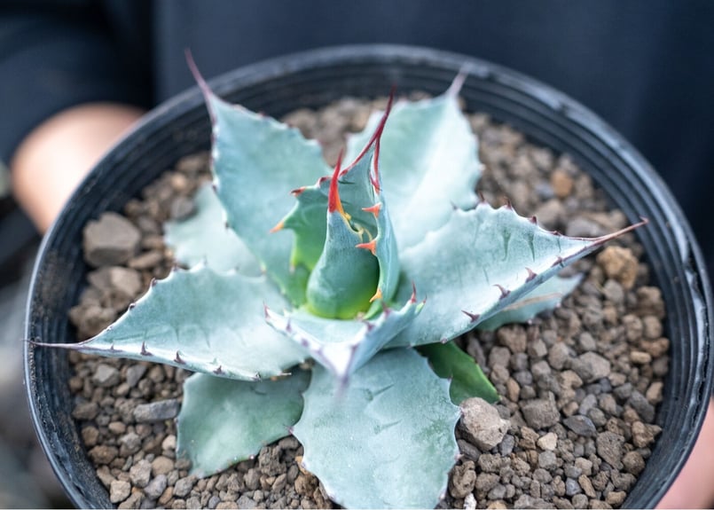 アガベ　パラサナ　トライアンファント　中株　子株付き　グローブ アガベ・パラサナ「トライアンファント」 5号ポット | | アガベ