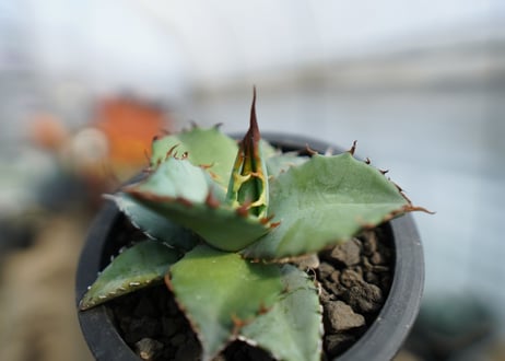 アガベ　チタノタ　ブルー　Agave Titanota Blue　No.2
