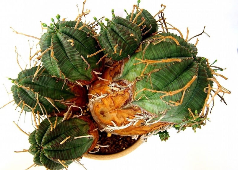 ユーフォルビア バリダ 群生 Euphorbia valida | mana's farm:塊