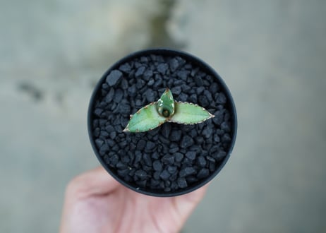アガベ　チタノタ　萬代厳竜　Agave lophantha×titanota　No.2