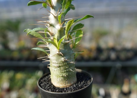 パキポディウム　サンデルシー　Pachypodeium saundersii
