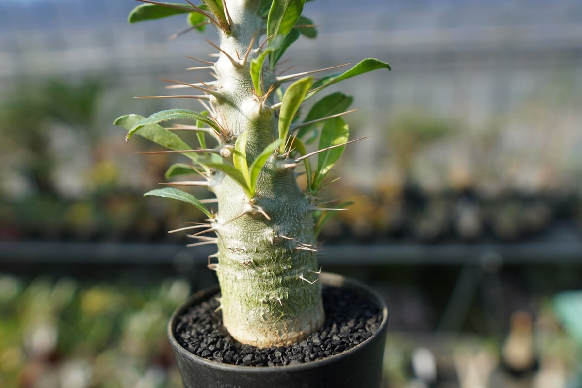パキポディウム・サンデルシー （ Pachypodium saundersii ） パキポディウム サンデルシー Pachypodeium saundersii | mana's