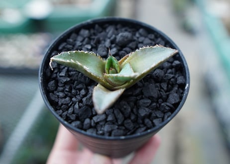 アガベ　チタノタ　FO-76　Agave titanota  FO-76　No.10