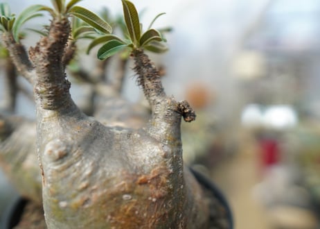 パキポディウム　グラキリス　 Pachypodium Gracilius　No.2