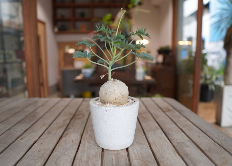 錦珊瑚 Jatropha berlandieri | mana's farm:塊根植物・アガベ