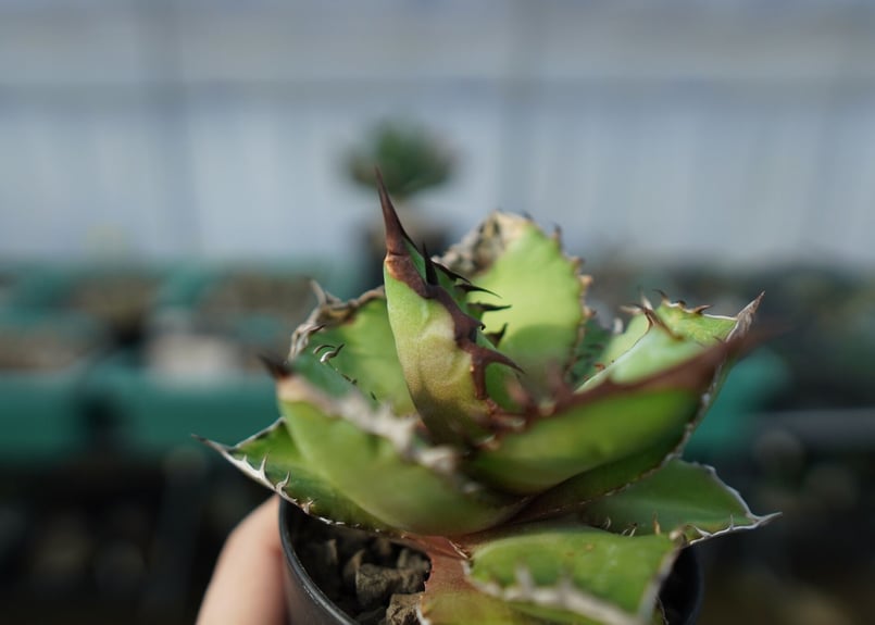 アガベ チタノタ 黒火焰 Agave titanota Black flame No.1 |