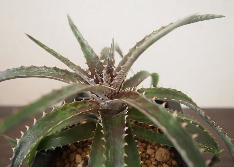 Dyckia 'Arizona F2' × 'Keswick' ディッキア Dyckia 'Arizona