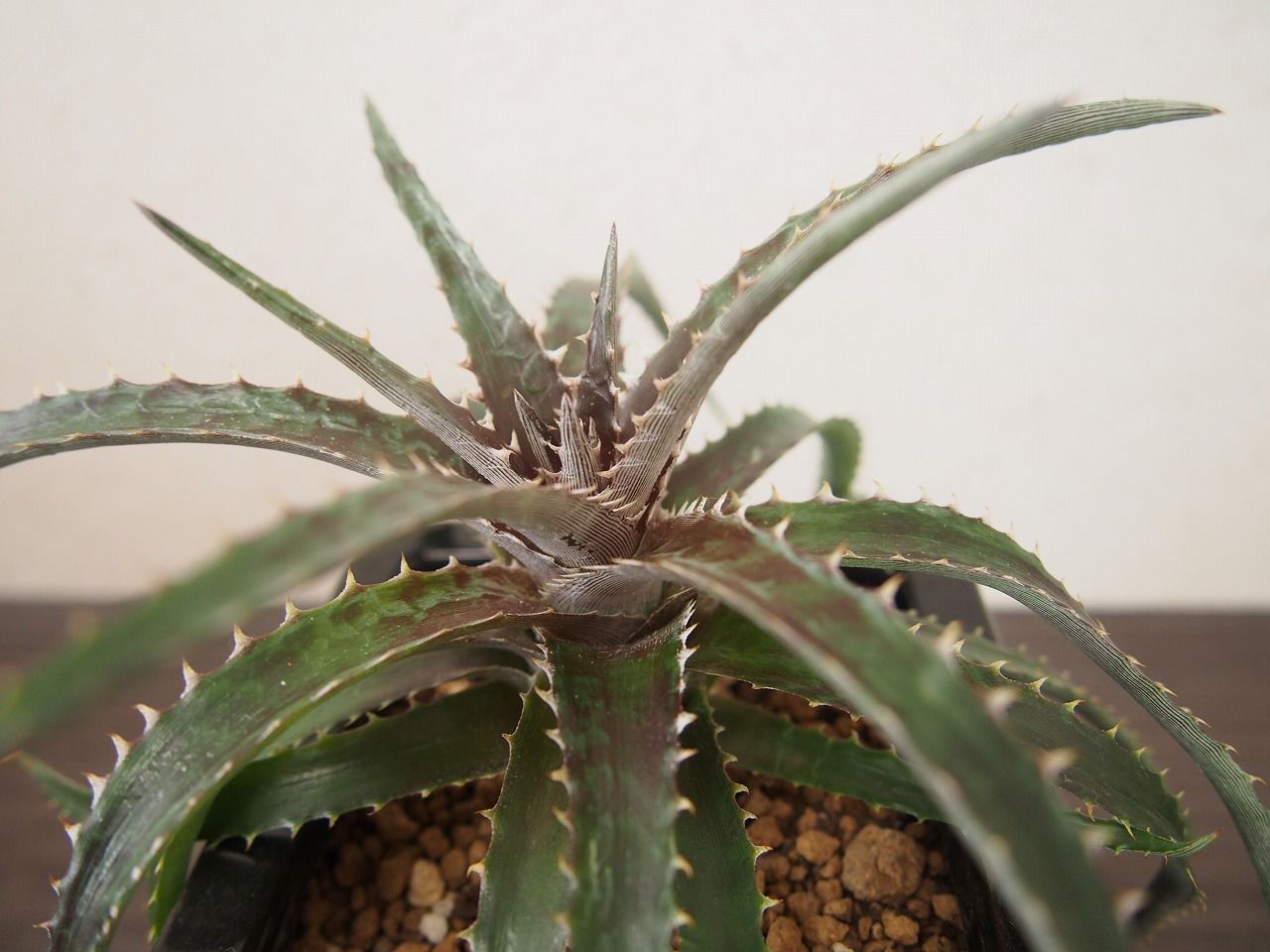 原種 ディッキア Dyckia reitzii rubra large form ディッキア Dyckia (reitzii rubra X Arizona) X goehri