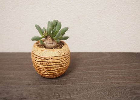 オトンナ クラビフォリア Othonna clavifolia no.2