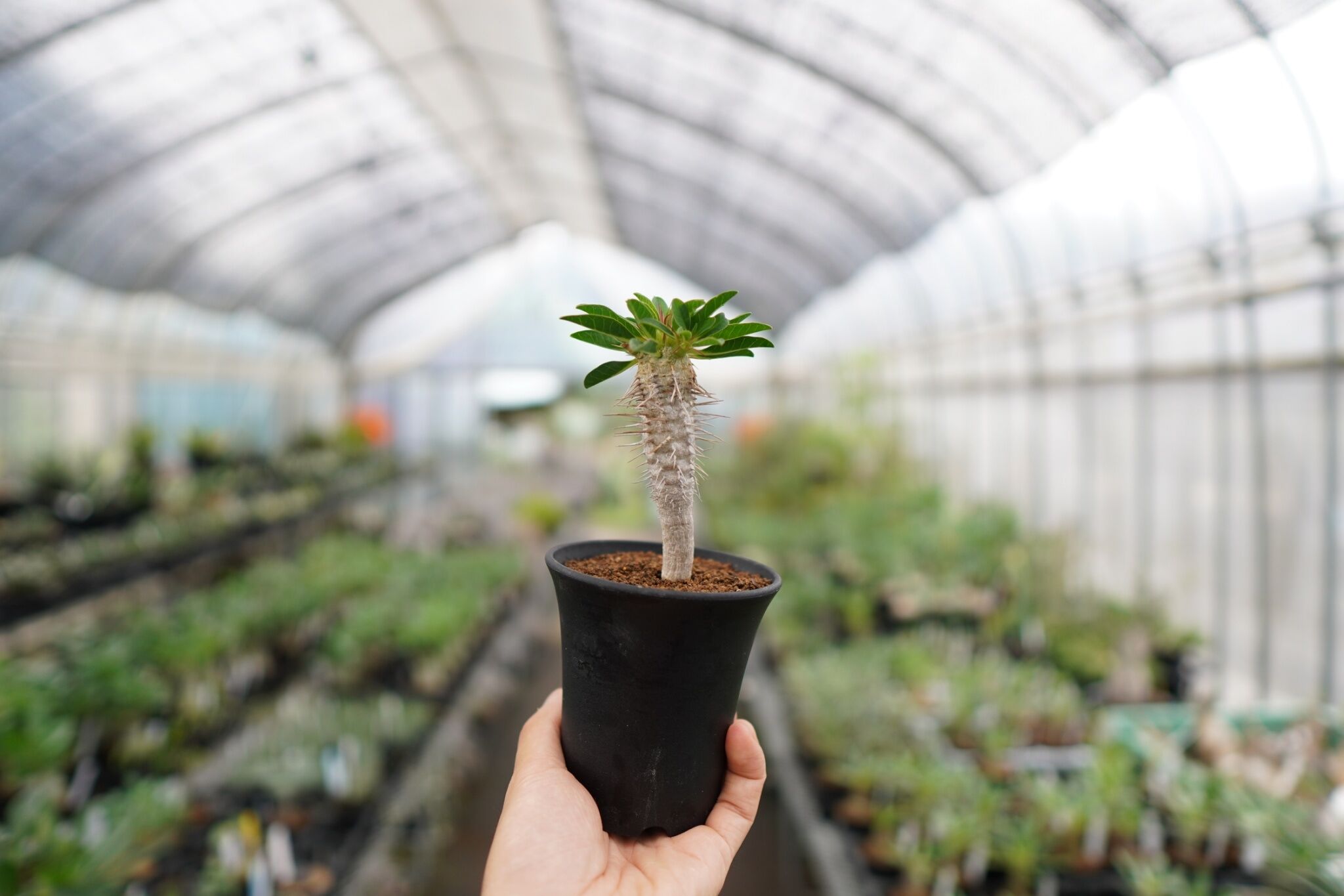 ユーフォルビアギラウミニアナ✳️現地球 多分岐 良型　塊根植物 良型！】ユーフォルビア ギラウミニアナ 実生【2】 | mana's farm