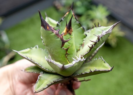 Agave Black flame 黒火焰 C