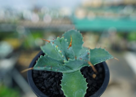 アガベ　イシスメンシス　Agave Isthmensis　No.2