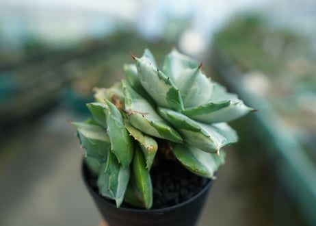 アガベ　王妃雷神錦　白中斑　Agave　“Ohi Raijin Nishiki Shironakahu”