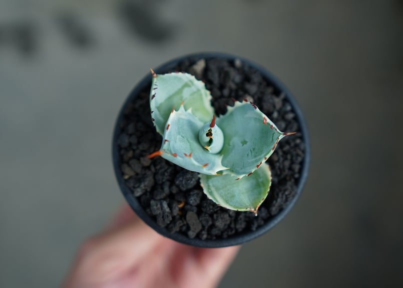 アガベ 兜蟹錦 Agave isthmensis “Kabutogani” variegata