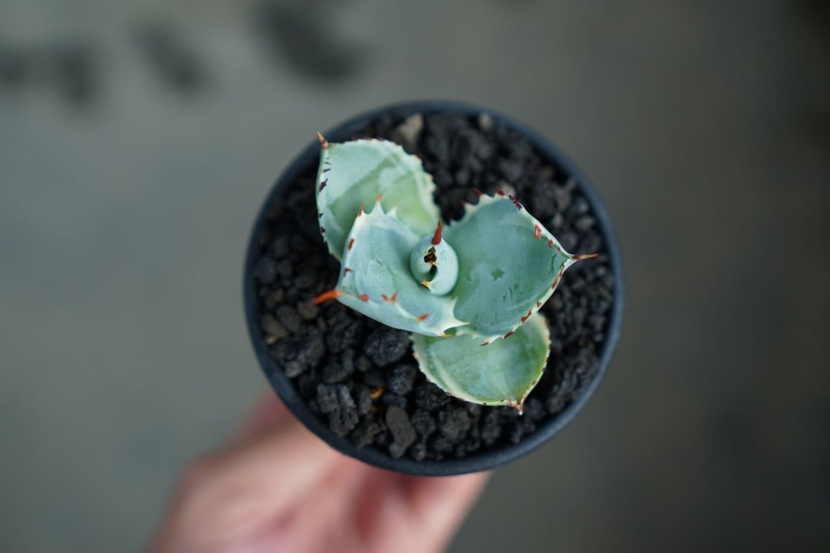 アガベ 兜蟹錦 Agave isthmensis “Kabutogani” variegata アガベ 兜蟹錦 Agave isthmensis “Kabutogani” variegata