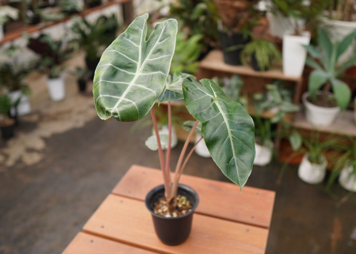 アロカシア ピンク ドラゴン オーレア 斑入り Alocasia Pink アロカシア ピンク ドラゴン オーレア 斑入り Alocasia Pink