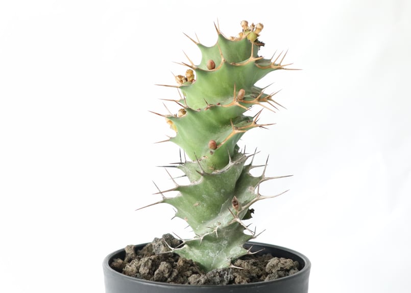 ユーフォルビア トルチラマ | mana's green:塊根植物販売|マナズ ユーフォルビア トルチラマ | mana's green:塊根植物販売|マナズ