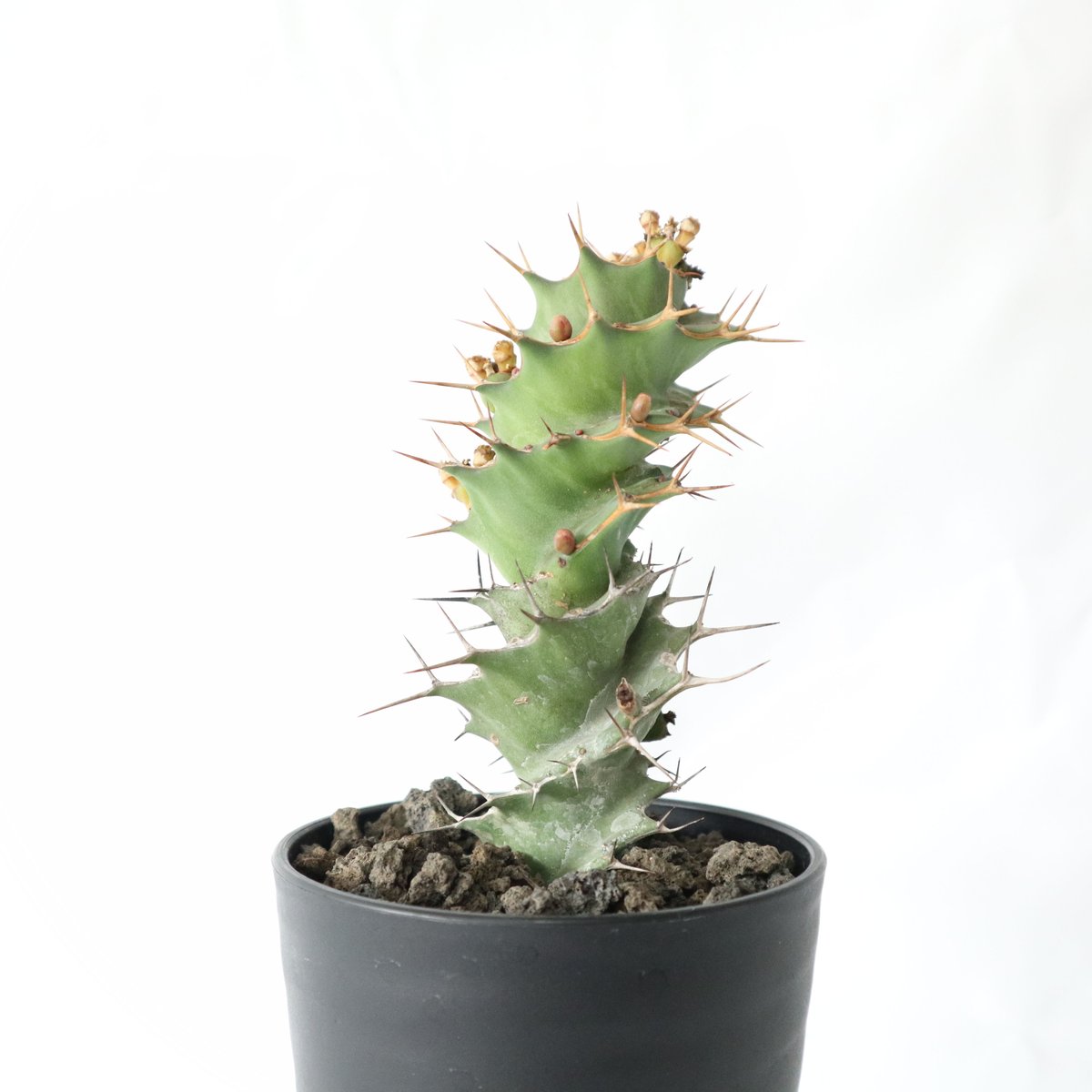 【陶器鉢入】ユーフォルビア トルチラマ 国内実生株 塊根植物 サボテン ユーフォルビア・トルチラマ | 多肉植物・特別な鉢の販売 | トーキー