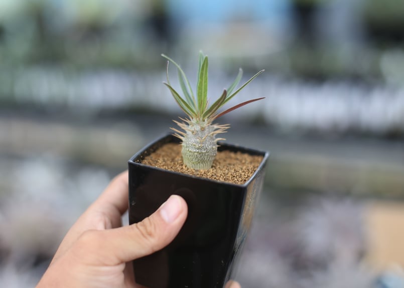 パキポディウム グラキリス 国内実生 | mana's farm:塊根植物・アガベ