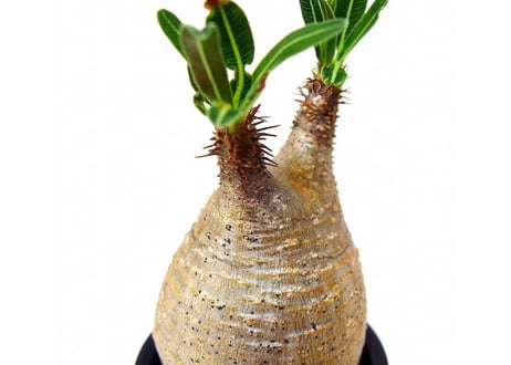 Pachypodium Gracilius パキポディウム  グラキリス  №7 little